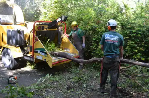 tree services Vallejo